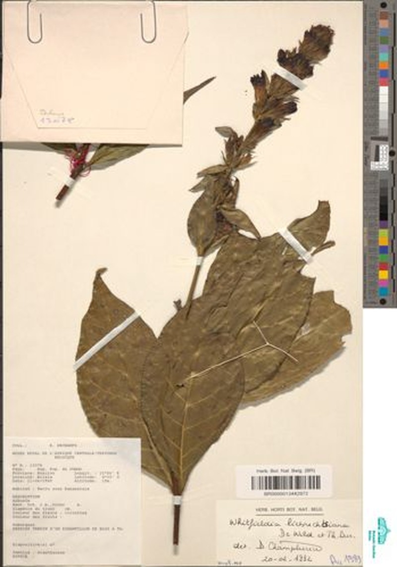 Whitfieldia liebrechtsiana