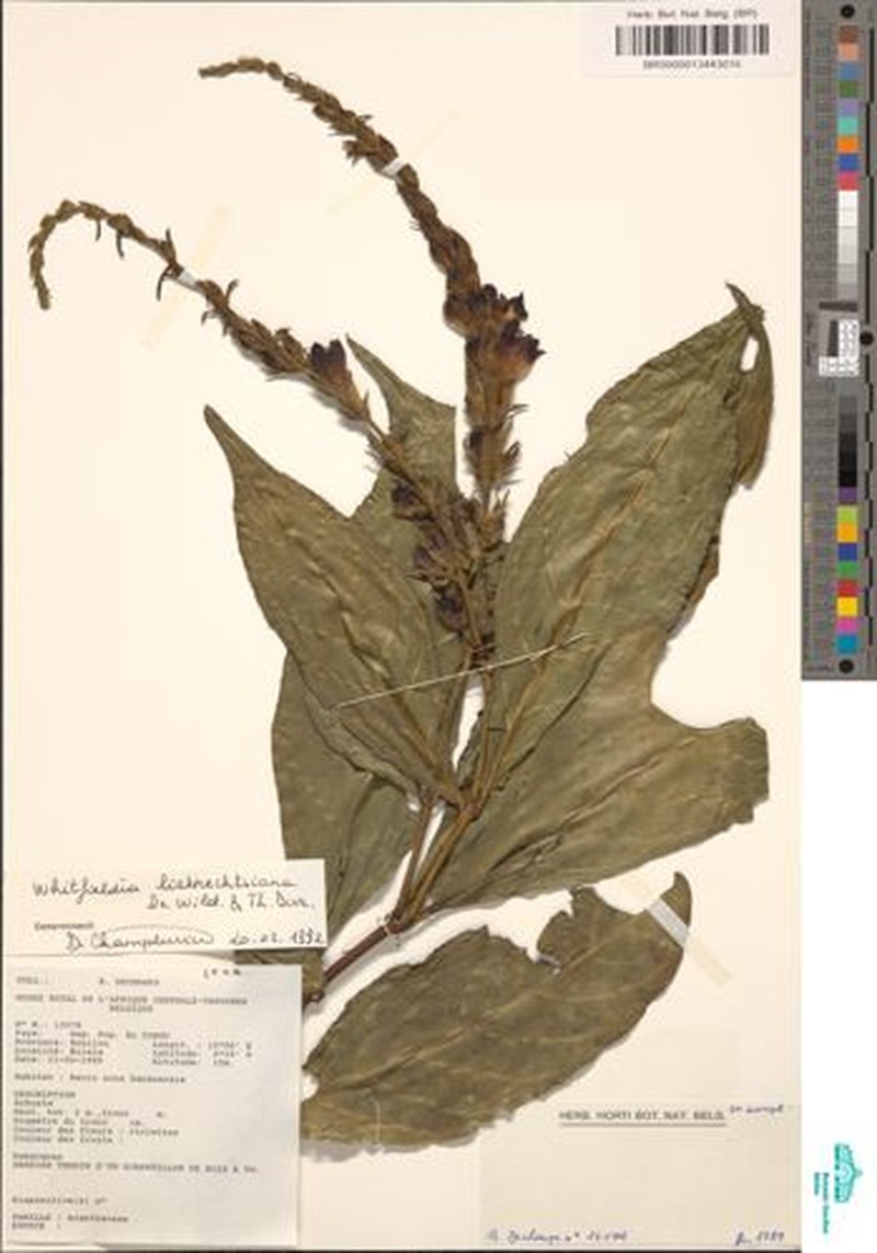 Whitfieldia liebrechtsiana photo 3