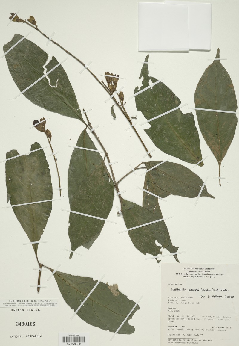 Whitfieldia preussii