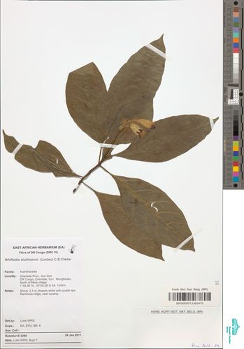 Whitfieldia stuhlmannii