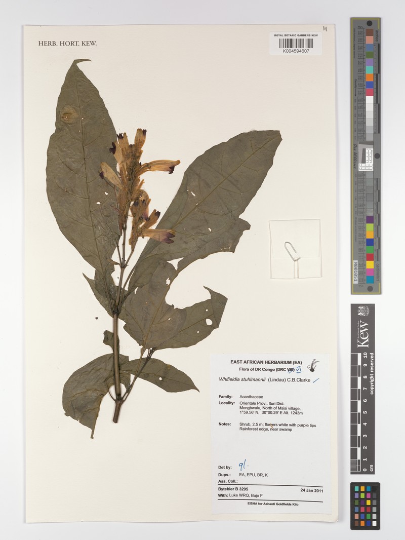 Whitfieldia stuhlmannii photo 2