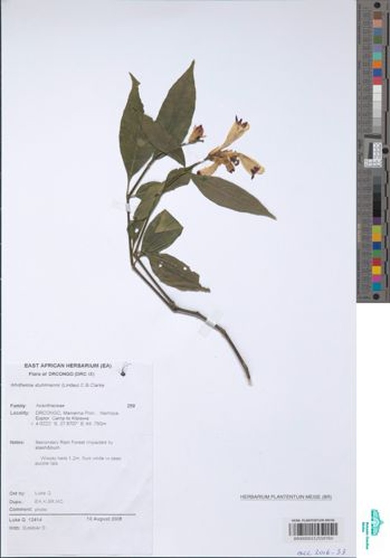 Whitfieldia stuhlmannii photo 3