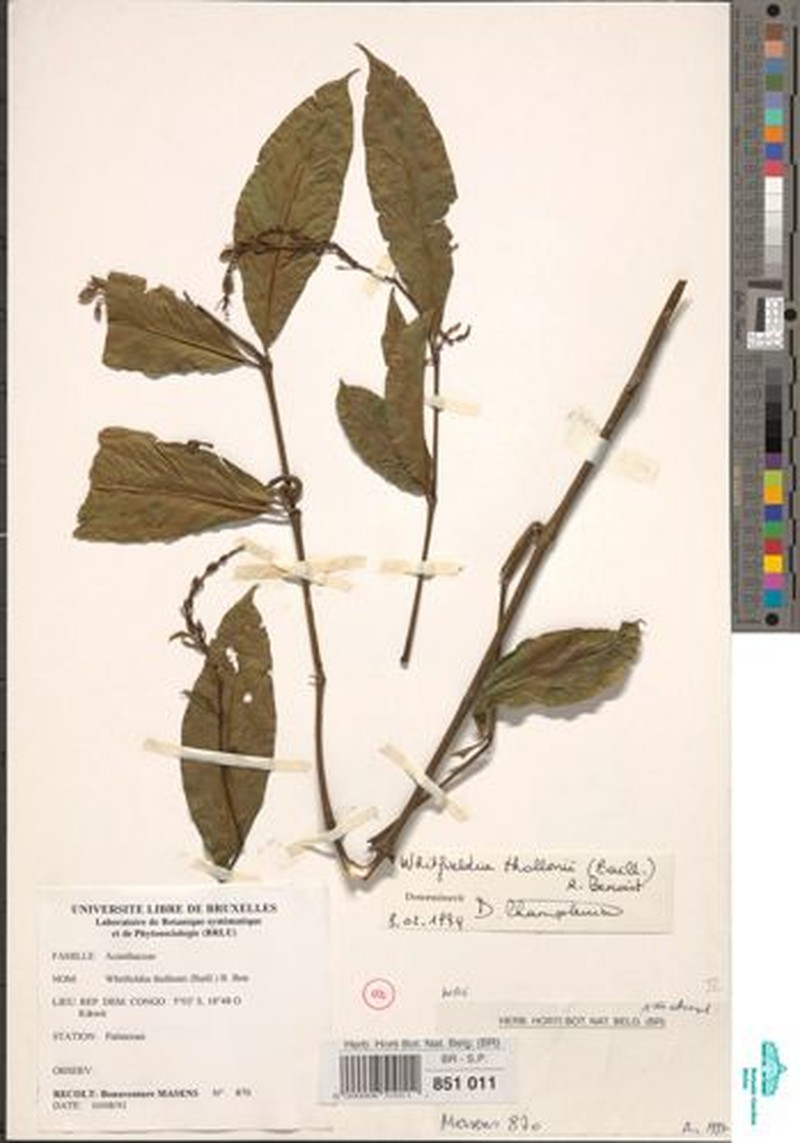 Whitfieldia thollonii
