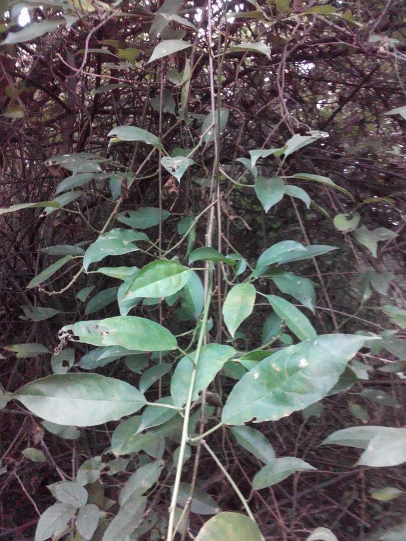 Whitfordiodendron erianthum