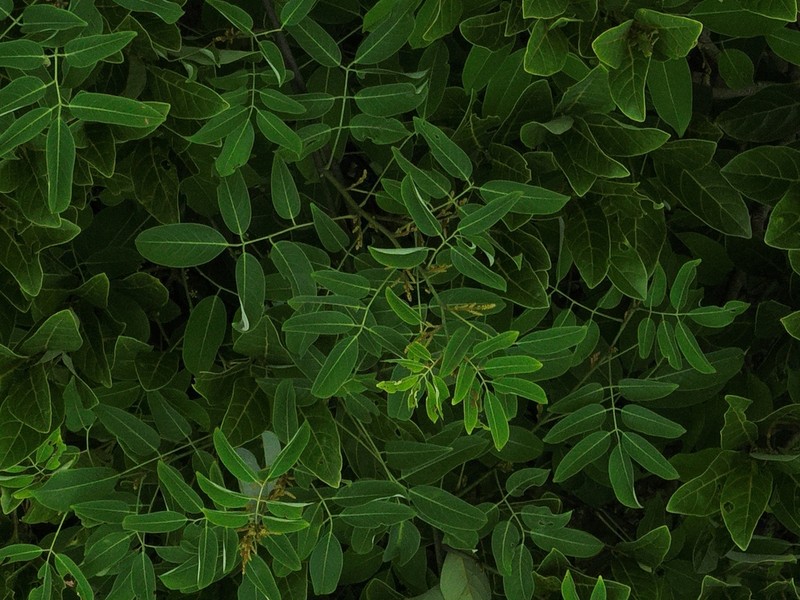 Whitfordiodendron erianthum photo 2