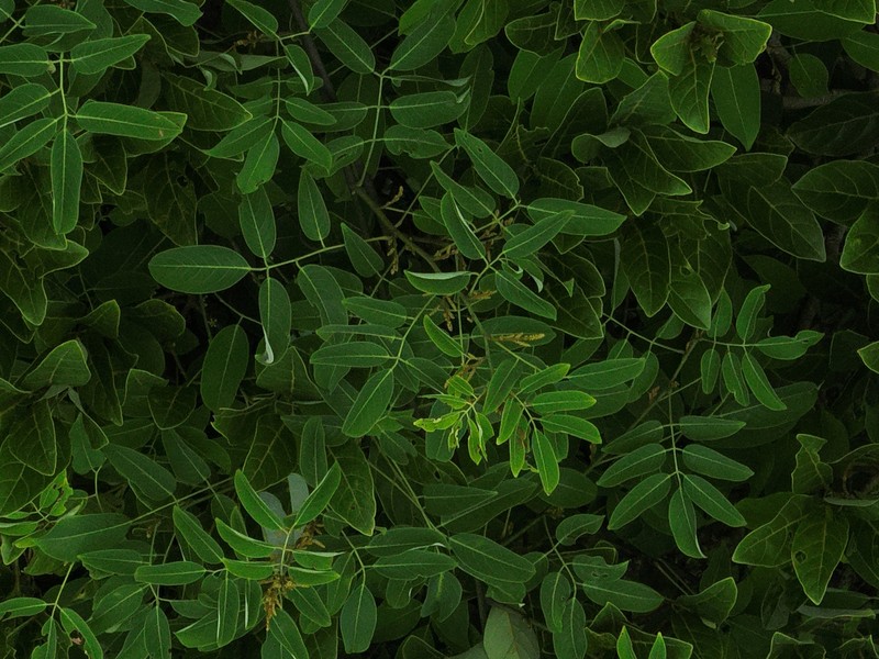 Whitfordiodendron erianthum photo 3