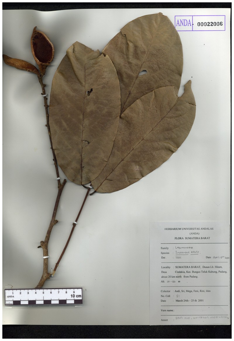 Whitfordiodendron erianthum photo 5
