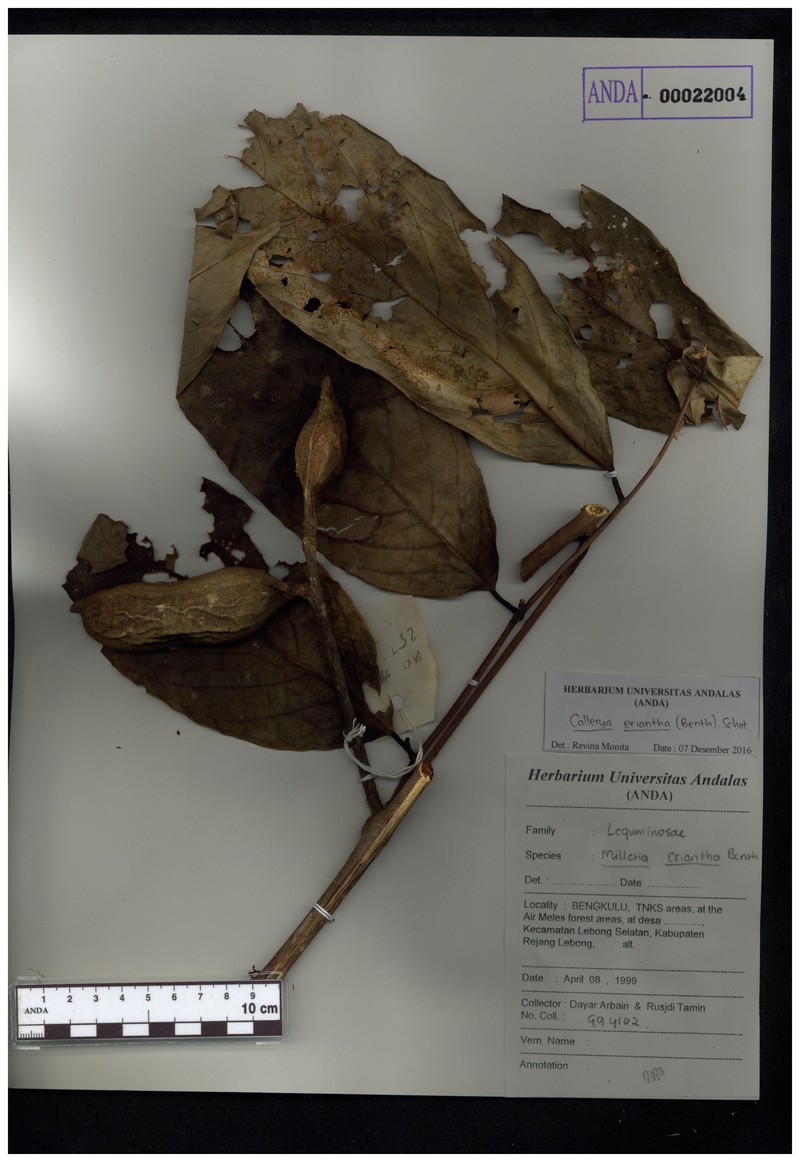 Whitfordiodendron erianthum photo 6