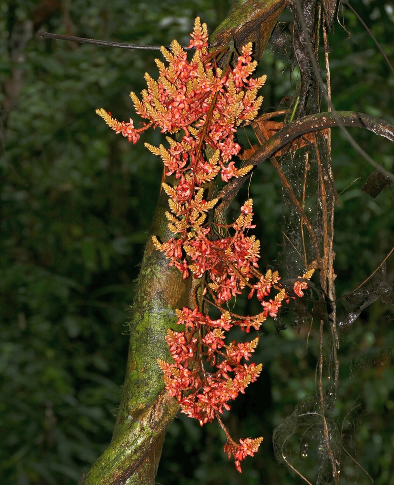 Whitfordiodendron nieuwenhuisii