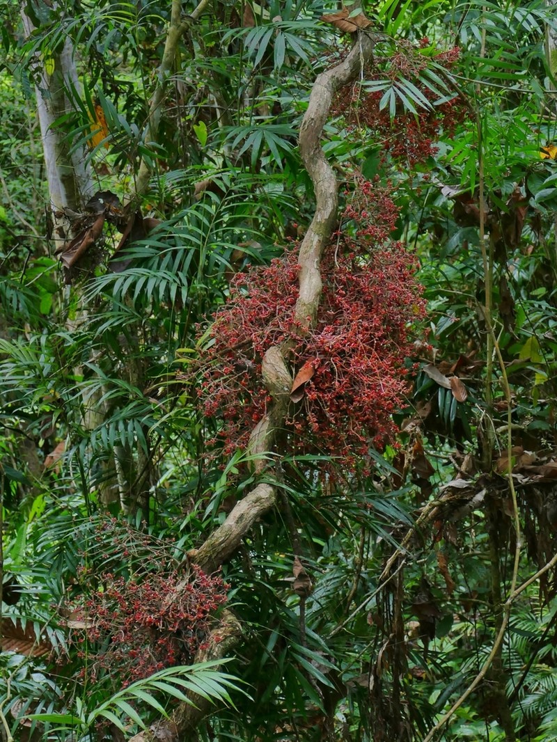 Whitfordiodendron nieuwenhuisii photo 3