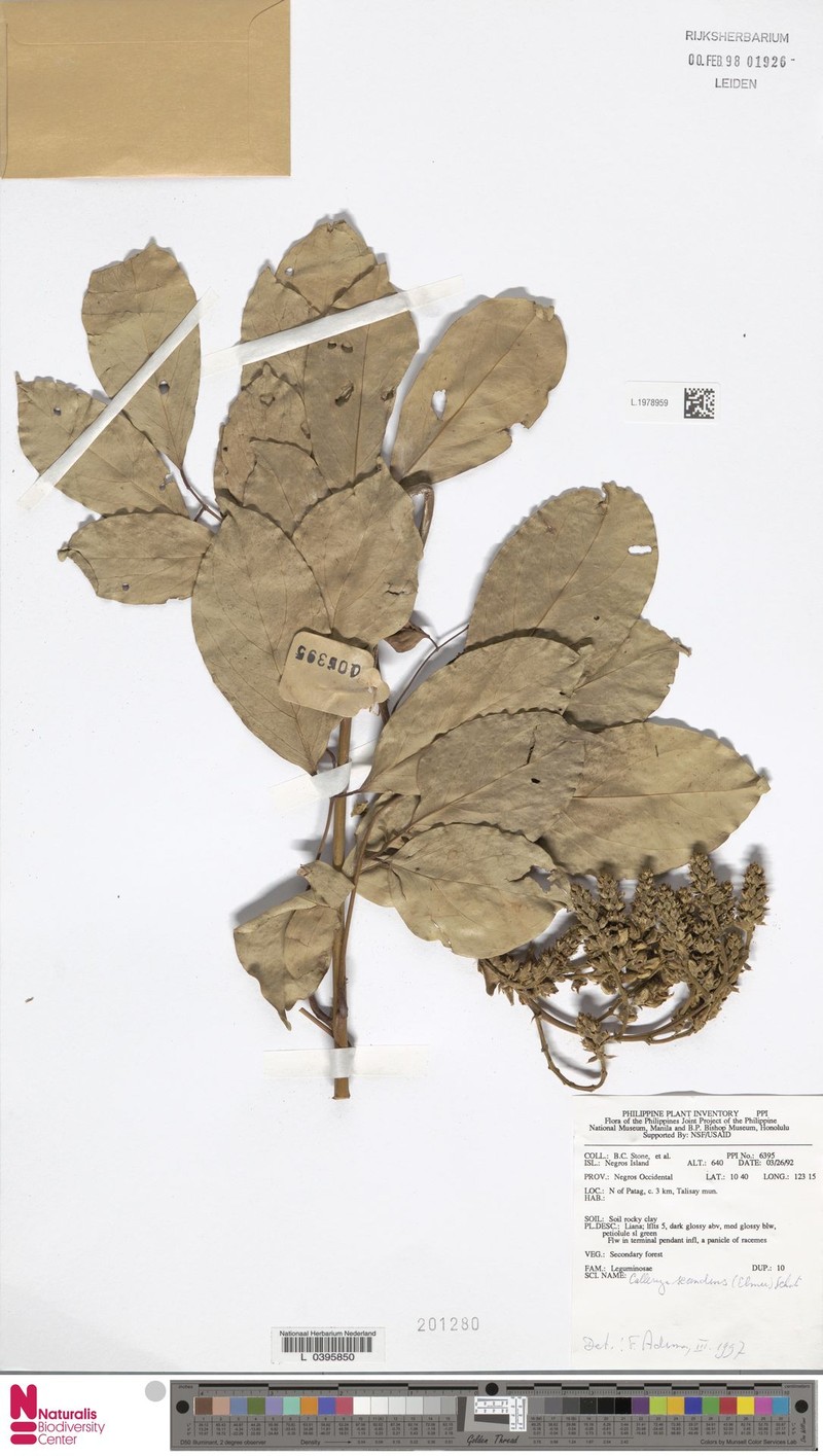 Whitfordiodendron scandens
