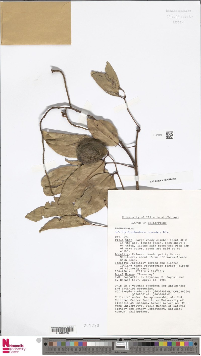 Whitfordiodendron scandens photo 3