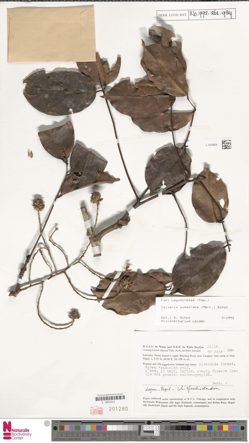 Whitfordiodendron sumatranum