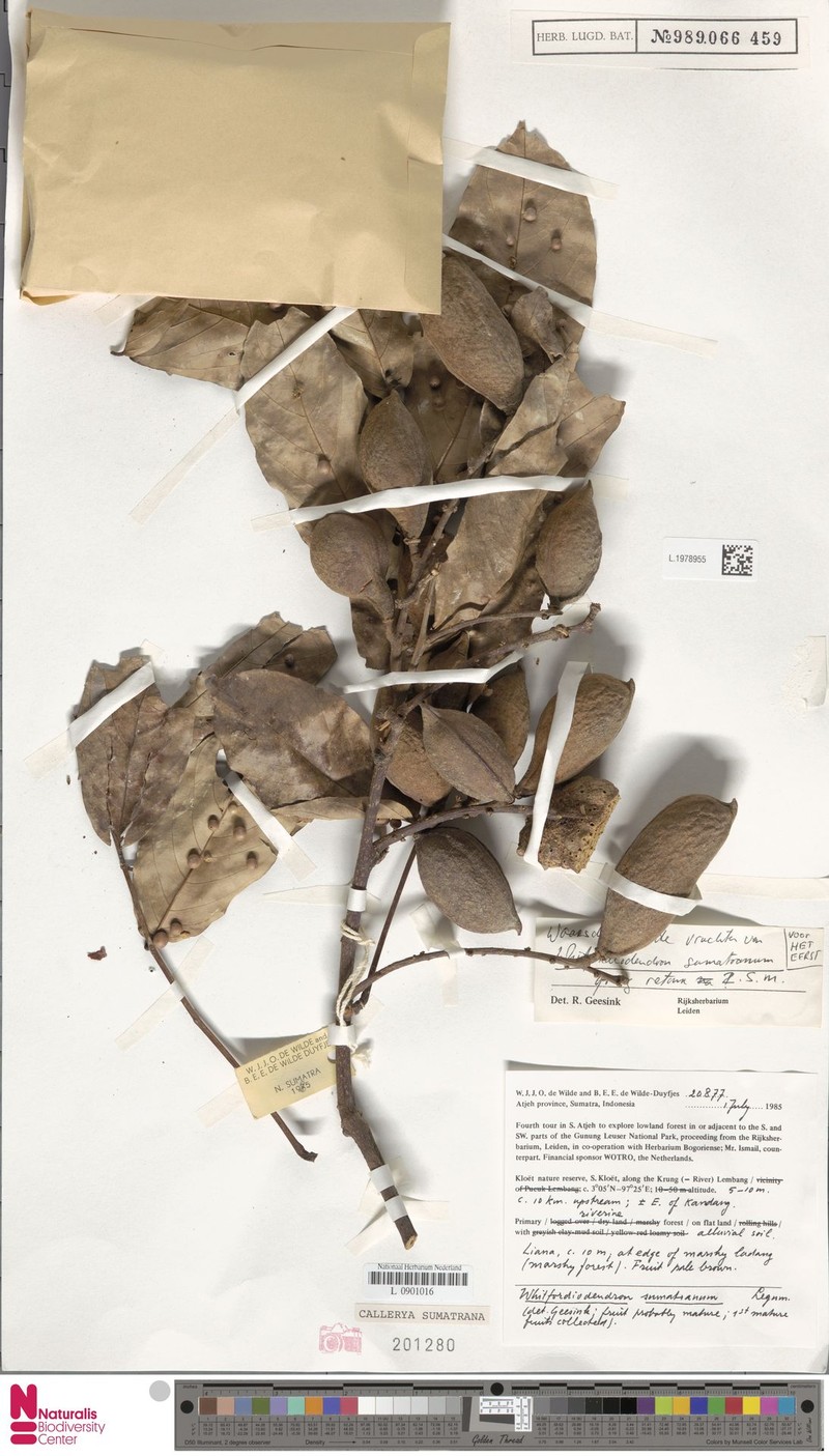 Whitfordiodendron sumatranum photo 2