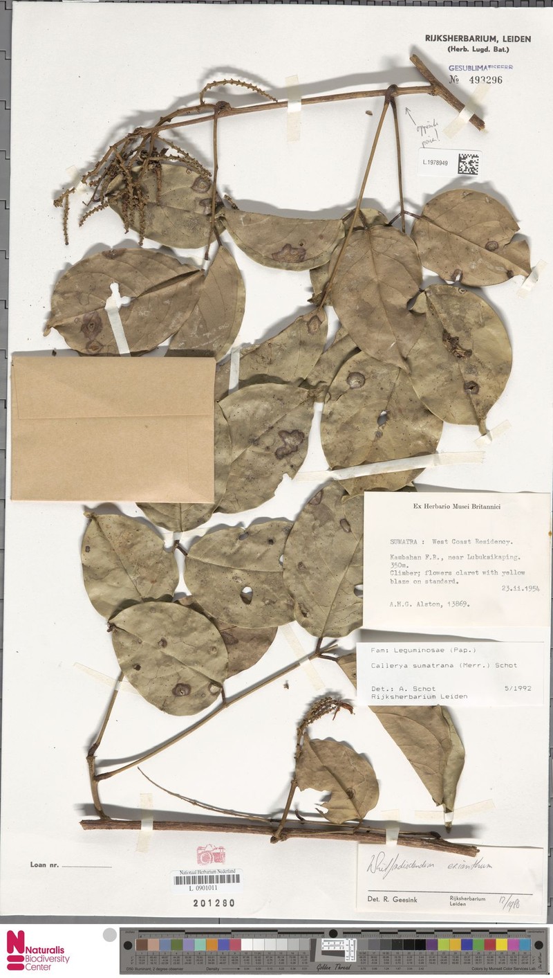 Whitfordiodendron sumatranum photo 4