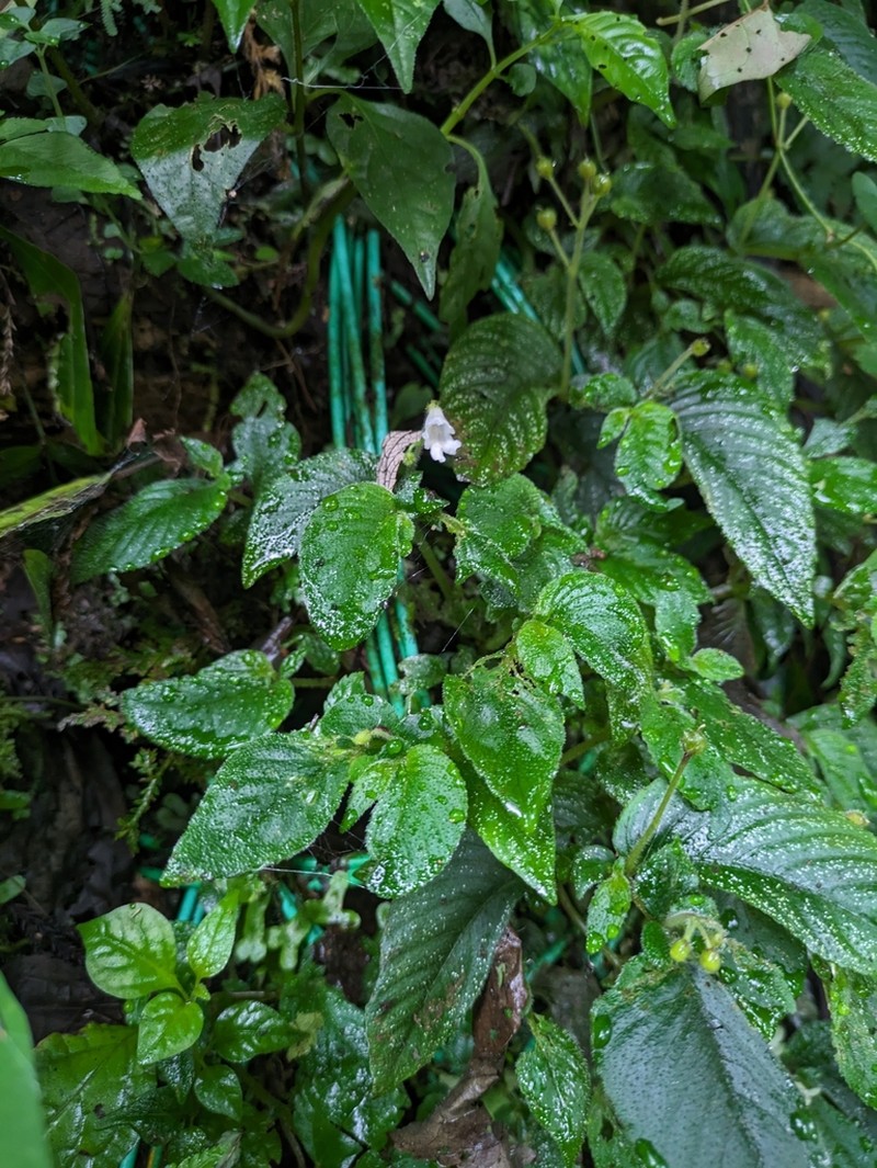 Whytockia sasakii