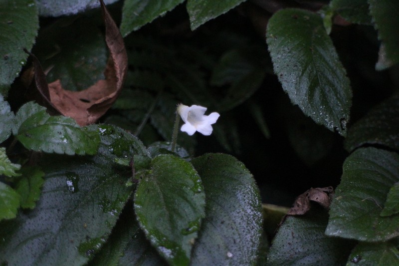 Whytockia sasakii photo 2