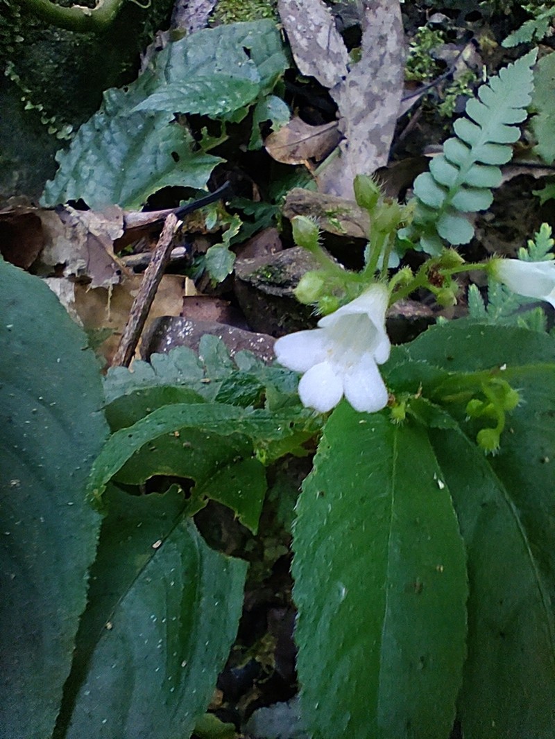 Whytockia sasakii photo 5