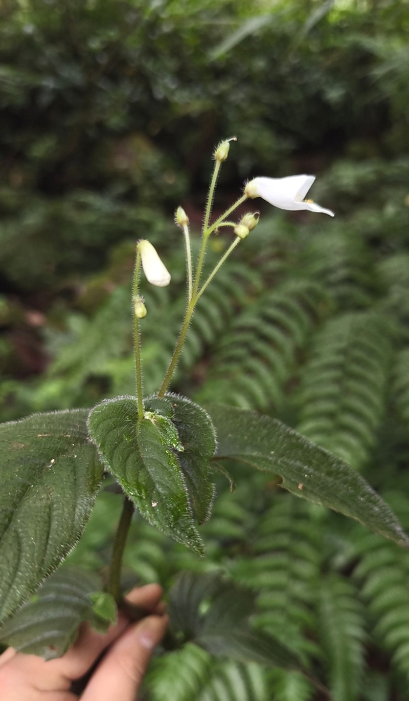 Whytockia tsiangiana