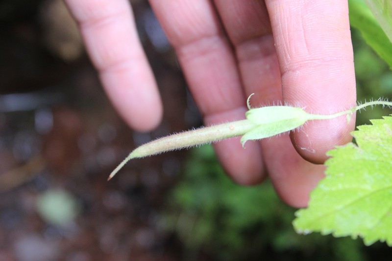 Whytockia tsiangiana photo 2
