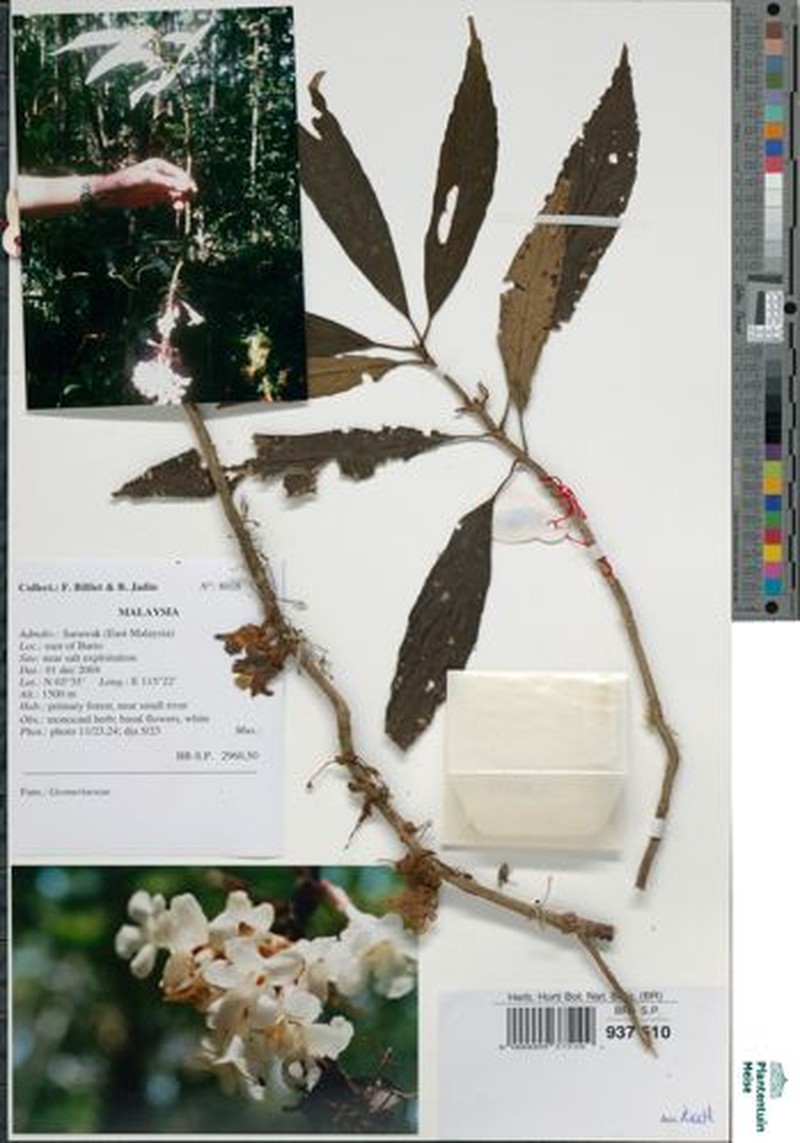 Whytockia tsiangiana photo 3