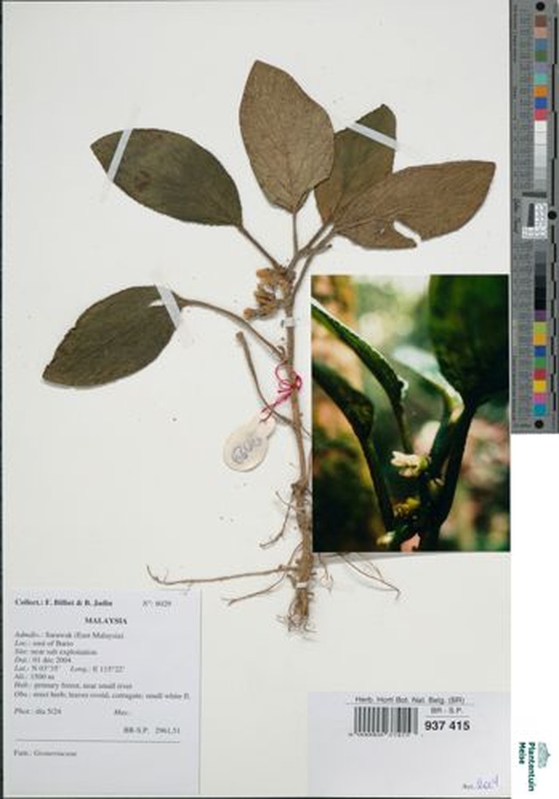 Whytockia tsiangiana photo 4