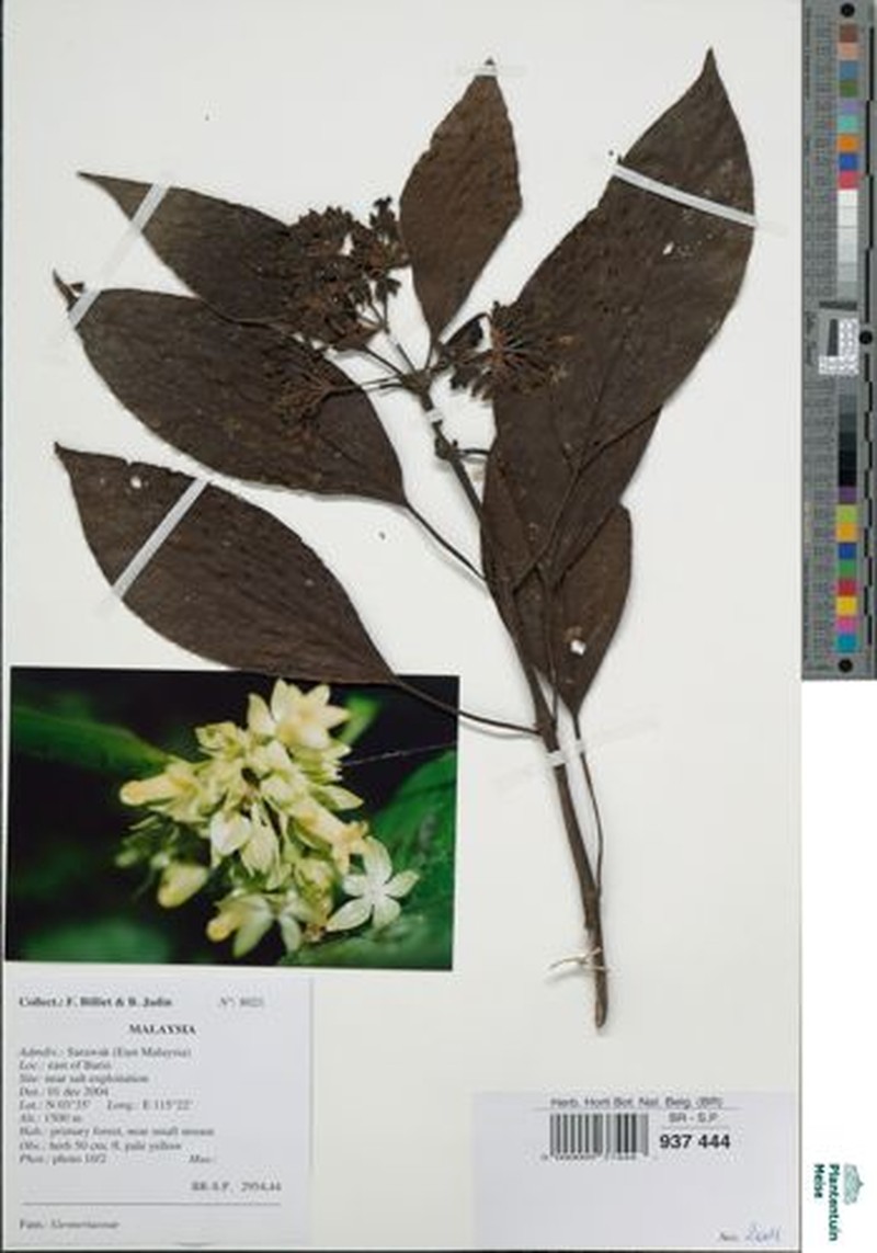 Whytockia tsiangiana photo 5