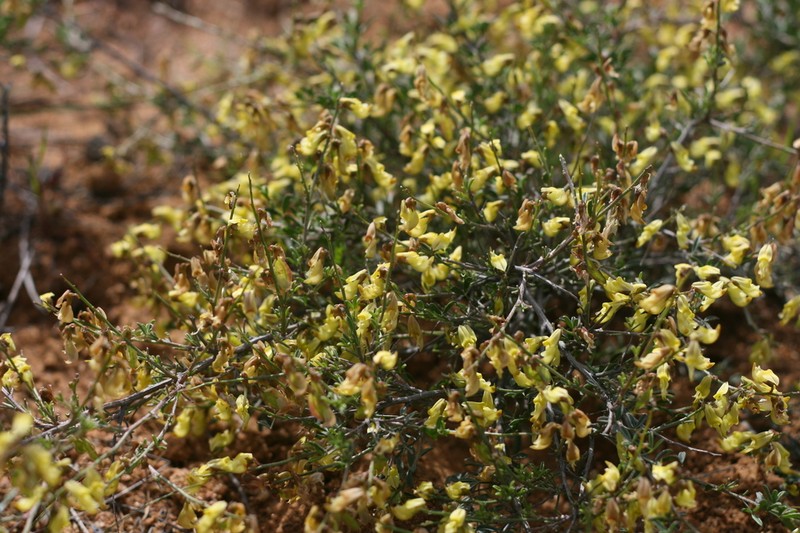 Wiborgia incurvata
