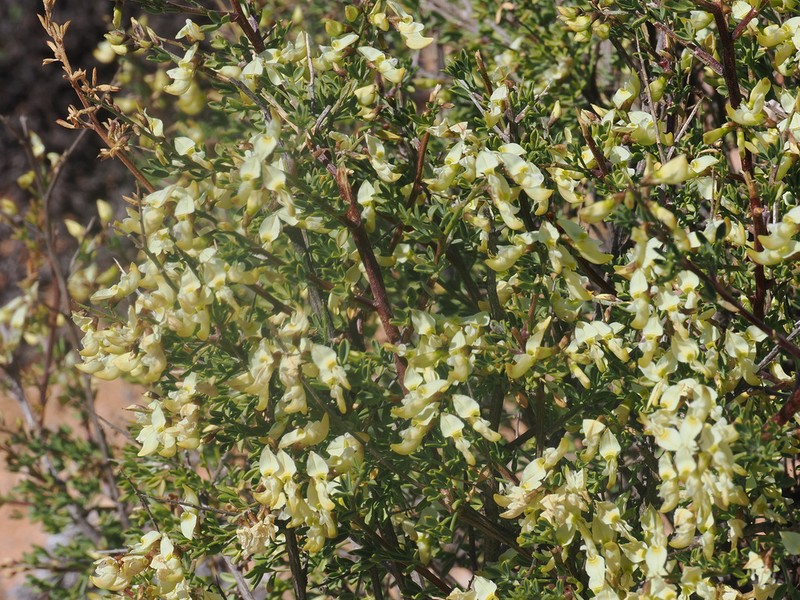 Wiborgia incurvata photo 2