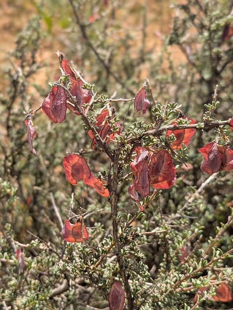 Wiborgia leptoptera photo 2