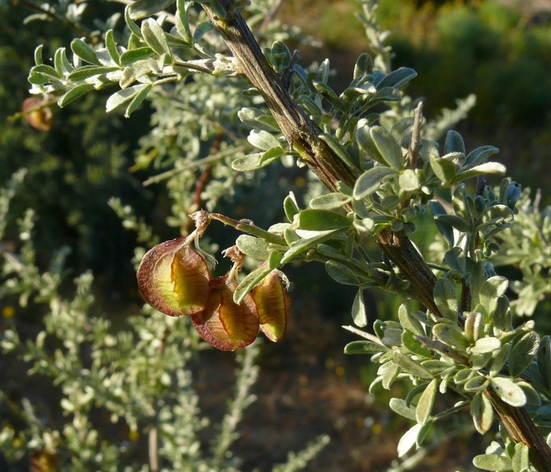 Wiborgia leptoptera photo 3