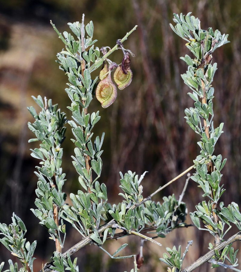 Wiborgia leptoptera photo 5