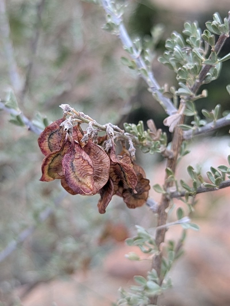 Wiborgia leptoptera photo 8