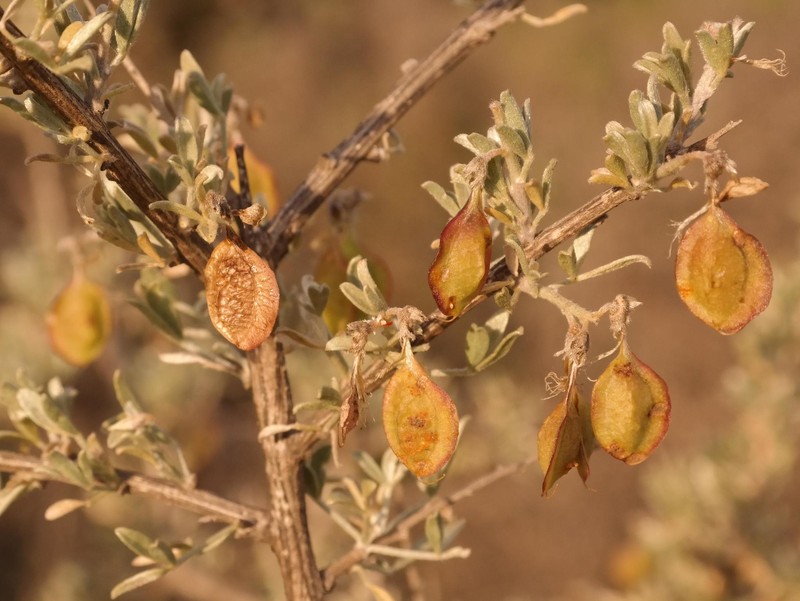 Wiborgia leptoptera subsp. cedarbergensis