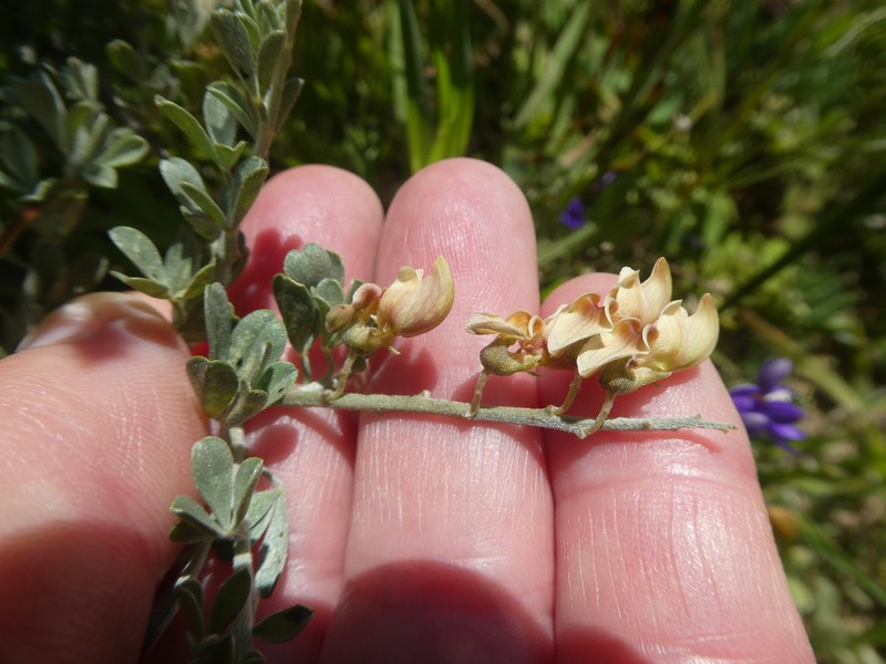 Wiborgia leptoptera subsp. leptoptera