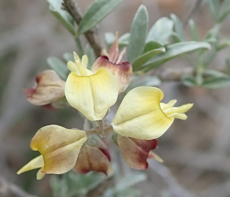 Wiborgia monoptera