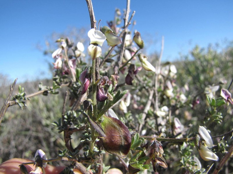 Wiborgia monoptera photo 2