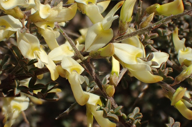 Wiborgia monoptera photo 3