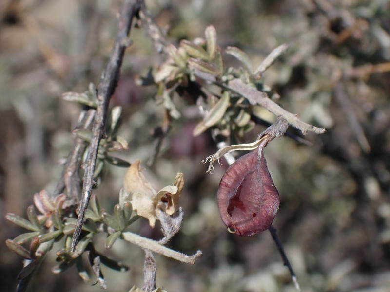 Wiborgia monoptera photo 6