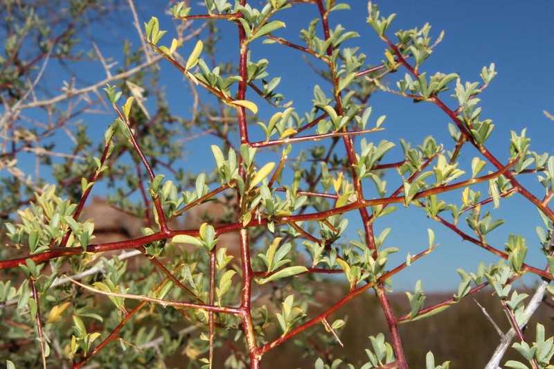 Wiborgia mucronata