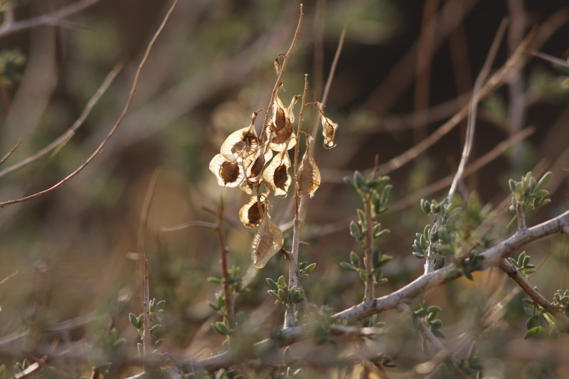 Wiborgia mucronata photo 3