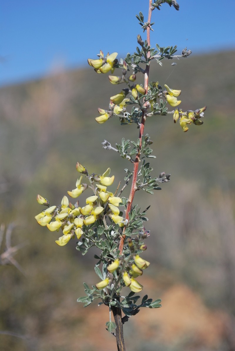 Wiborgia mucronata photo 4