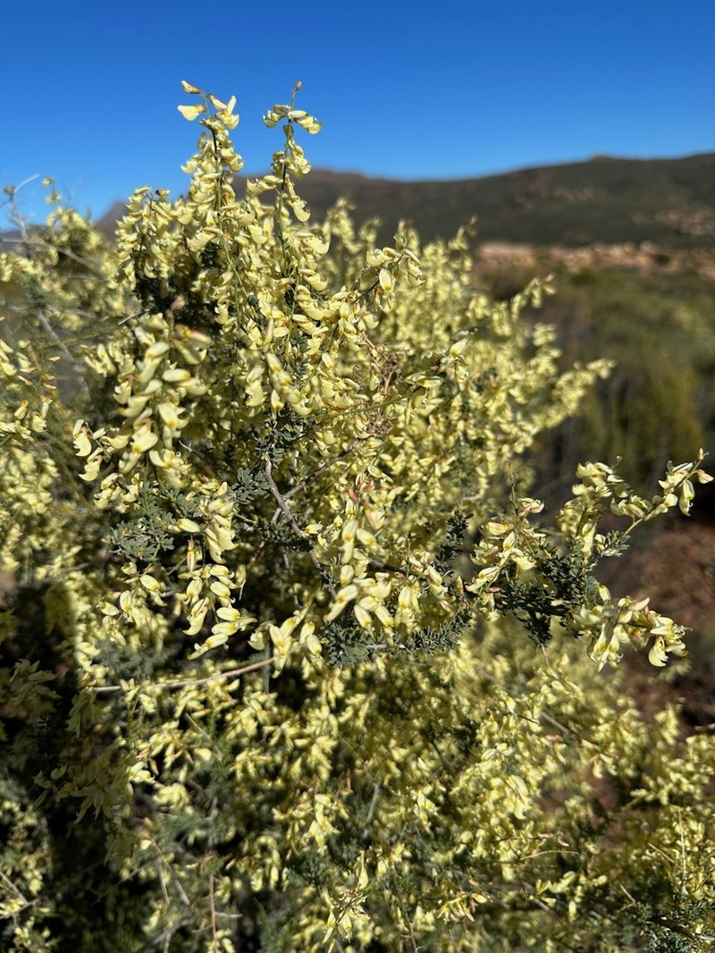 Wiborgia mucronata photo 5