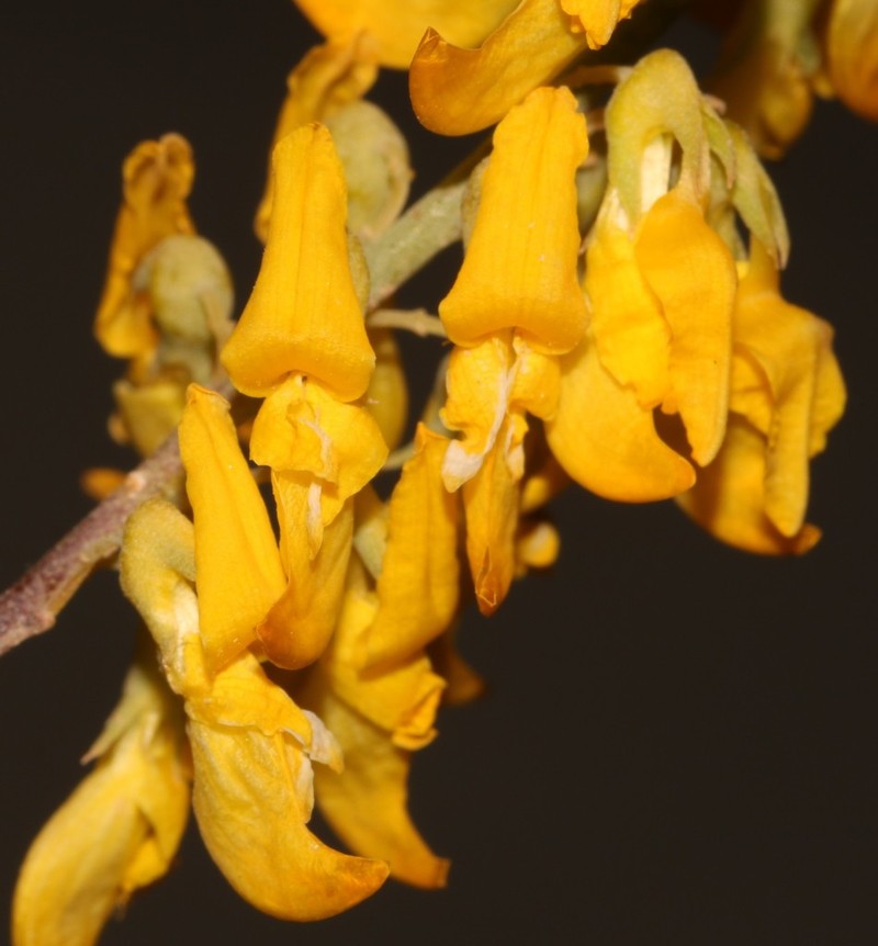 Wiborgia mucronata photo 6