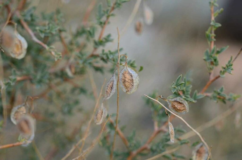 Wiborgia mucronata photo 8