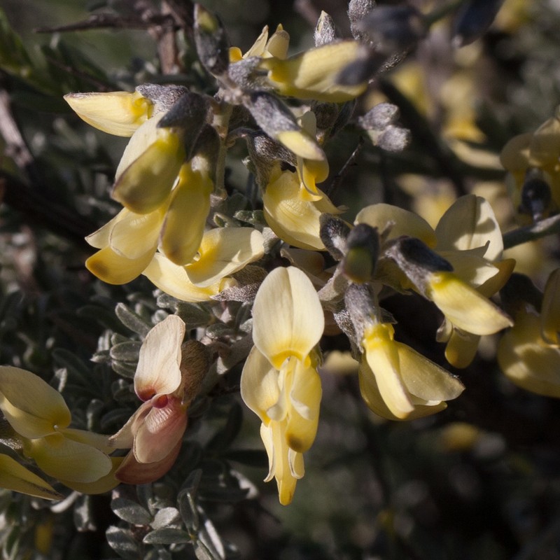 Wiborgia sericea photo 2