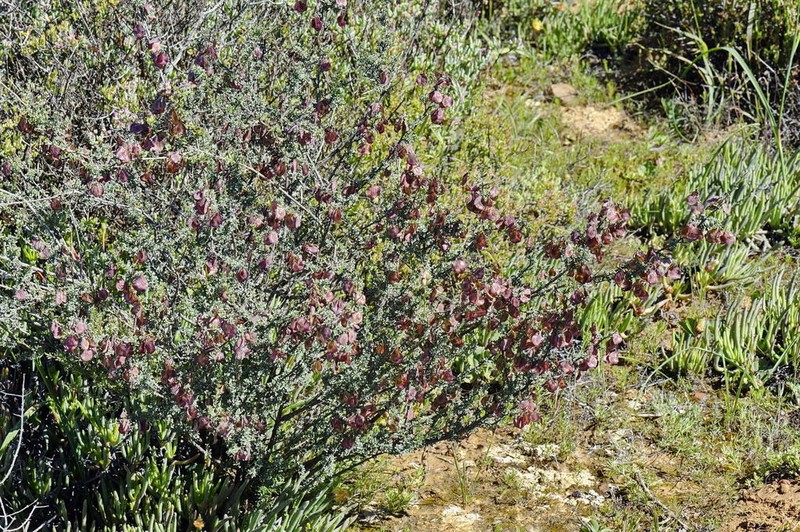 Wiborgia sericea photo 3