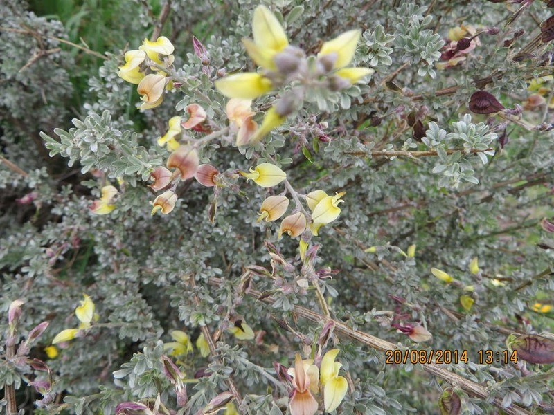 Wiborgia sericea photo 4