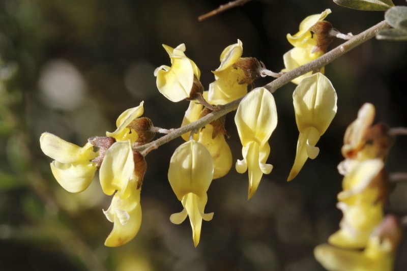 Wiborgia sericea photo 5