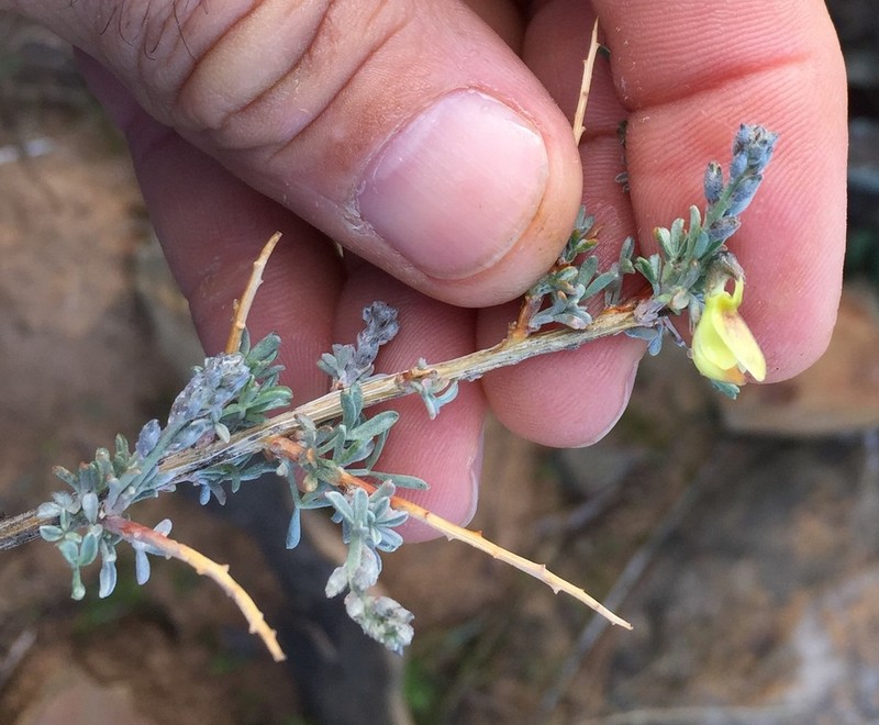 Wiborgia sericea photo 6